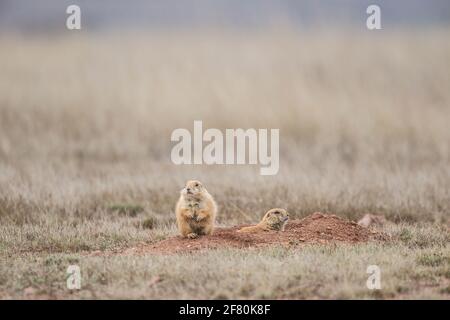 Last colony of Prairie Dogs in northwestern Mexico. The civil association Naturalia, try relocating the existing colony last prairie dogs in the state of Sonora, in an effort to preserve this species. They are currently in a cattle field, they will take them to the grounds of Rancho los Fresnos is a private property of this AC dedicated to the conservation of wildlife. Prairie Dog   Asociación civil  Naturalia, intentara reubicar la ultima colonia existente de perritos de la pradera en el estado de Sonora, en un esfuerzo por preservar esta especie. Actualmente se encuentran en un terreno gana Stock Photo