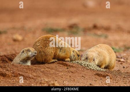 Last colony of Prairie Dogs in northwestern Mexico. The civil association Naturalia, try relocating the existing colony last prairie dogs in the state of Sonora, in an effort to preserve this species. They are currently in a cattle field, they will take them to the grounds of Rancho los Fresnos is a private property of this AC dedicated to the conservation of wildlife. Prairie Dog   Asociación civil  Naturalia, intentara reubicar la ultima colonia existente de perritos de la pradera en el estado de Sonora, en un esfuerzo por preservar esta especie. Actualmente se encuentran en un terreno gana Stock Photo