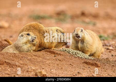 Last colony of Prairie Dogs in northwestern Mexico. The civil association Naturalia, try relocating the existing colony last prairie dogs in the state of Sonora, in an effort to preserve this species. They are currently in a cattle field, they will take them to the grounds of Rancho los Fresnos is a private property of this AC dedicated to the conservation of wildlife. Prairie Dog   Asociación civil  Naturalia, intentara reubicar la ultima colonia existente de perritos de la pradera en el estado de Sonora, en un esfuerzo por preservar esta especie. Actualmente se encuentran en un terreno gana Stock Photo