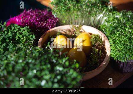 Selective focus shot of microgreens and yellow painted easter eggs in a wooden bowl Stock Photo