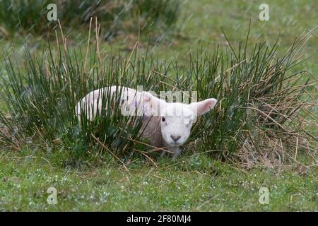 Gartness, Stirling, Scotland, UK. 10th Apr, 2021. UK weather - a lamb tucked in long grass during a late afternoon hail storm, with snow and temperatures below freezing forecast overnight Credit: Kay Roxby/Alamy Live News