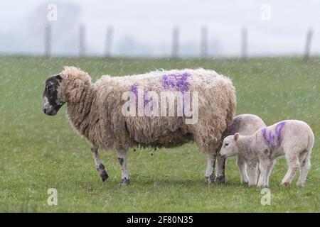 Gartness, Stirling, Scotland, UK. 10th Apr, 2021. UK weather - a ewe with her lambs during a late afternoon hail storm, with snow and temperatures below freezing forecast overnight Credit: Kay Roxby/Alamy Live News