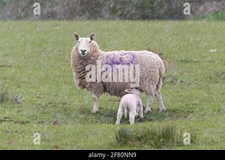 Gartness, Stirling, Scotland, UK. 10th Apr, 2021. UK weather - a ewe suckles her lamb during a late afternoon hail storm, with snow and temperatures below freezing forecast overnight Credit: Kay Roxby/Alamy Live News