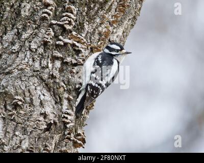 Of a baby downy woodpecker (Picoides pubescens) on a tree trunk with a blurred background Stock Photo