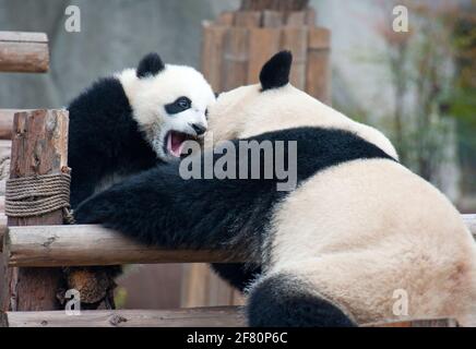 Panda cub and mother playing Stock Photo