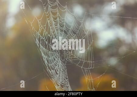 A large spiderweb hanging from a tree in the outdoors with water drops in the sunshine Stock Photo