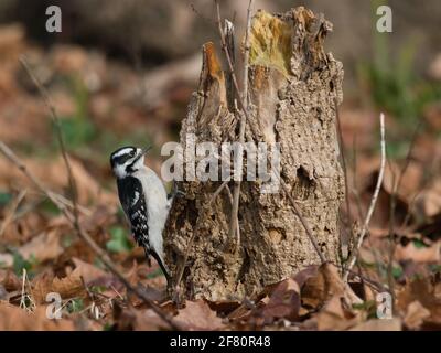 Closeup of a baby downy woodpecker (Picoides pubescens) on a tree trunk with a blurred background Stock Photo