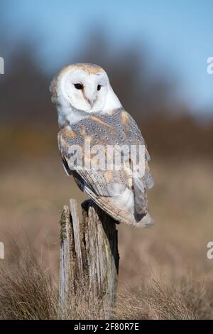 Barn Owl (Tyto alba) perched on a wooden post Stock Photo