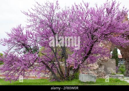 Pink blossoming tree in Hisarya, Bulgaria Stock Photo