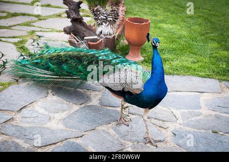 A male peacock with colourful feathers walking freely in a yard Stock Photo
