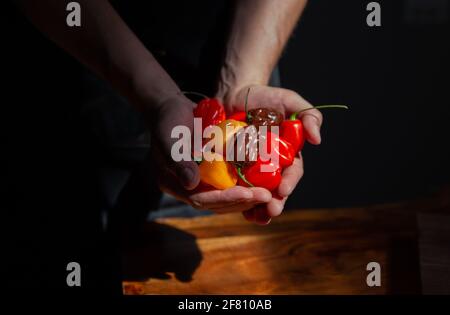 two hands holding a lot of fresh peppers Stock Photo