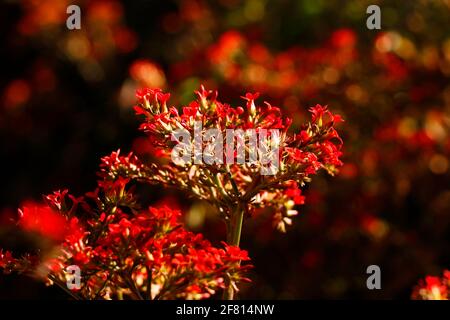 wild red flower in close up from western ghats Stock Photo