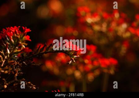 wild red flower in close up with blur background Stock Photo