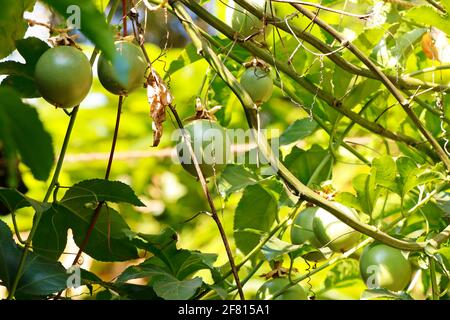 green passion fruit on a vine in a farm Stock Photo