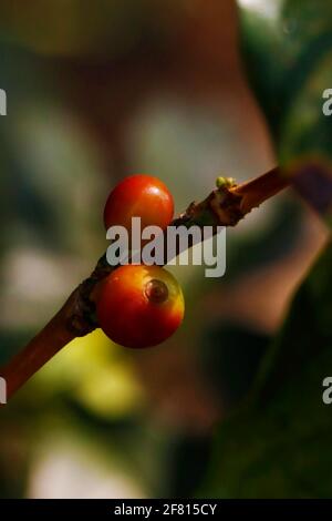 fresh ripe and green coffee bean on a branch Stock Photo