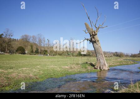 Old dead tree beside stream in farmland on sunny blue sky day Stock Photo