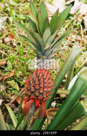 pineapple plant with an edible fruit and the most economically significant plant in the family Bromeliaceae Stock Photo