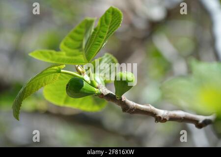 Isolated Delicious Green italian figs plant leaves branch,fico bianco of cilento,healthy fruit ingredient  Stock Photo