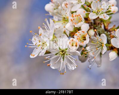 Blackthorn in flower - springtime in near Eastbourne in East Sussex, UK. Picture by Jim Holden. Stock Photo