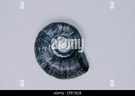 Closeup shot of a small ammonite fossil isolated on white background Stock Photo