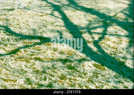 Tree shadows on snowy ground with green grass emerging. A sign of spring in closeup with winter in background. Stock Photo