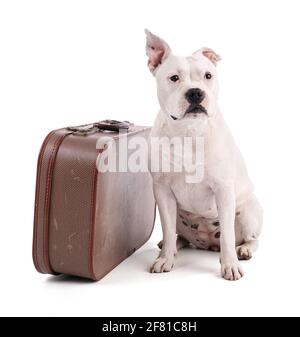 Female white american staffordshire isoled with a suitcase on white background Stock Photo