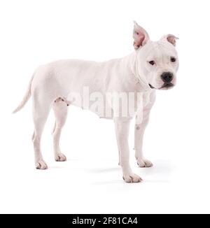 Female white american staffordshire isoled on white background Stock Photo