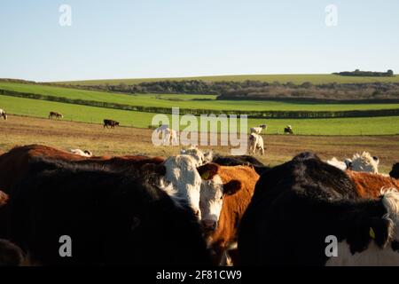 Herd of cows in a farmland Stock Photo