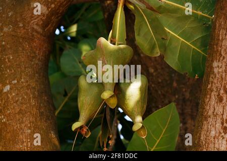 exotic fruit hanged on a branch similar to almond family Stock Photo