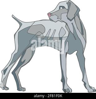Hand drawn vector illustration or drawing of a Weimaraner dog Stock Vector
