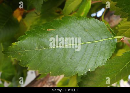 Closeup of the leaves on a brandon elm tree Stock Photo