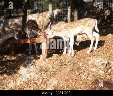 Greece, Ionian Islands, Zante,  Askos Stone Park,deer feeding from trough. Stock Photo