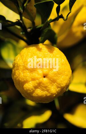 Close up isolated view of a juicy lemon growing on a lemon tree in Kyoto, Japan Stock Photo