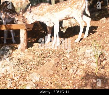 Greece, Ionian Islands, Zante (Zakynthos), Askos Stone Park, deer feeding from trough. Stock Photo