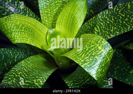 Green tropical leaf pattern plants Stock Photo