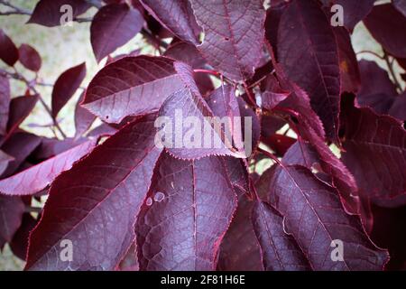 Closeup of the purple red leaves on a Schubert cherry tree Stock Photo