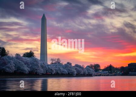 A fiery and colorful sunrise over the Tidal Basin during peak bloom of the iconic Cherry Blossoms in Washington DC. Stock Photo