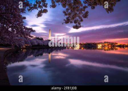 Blue hour at the Tidal Basin featuring the famous springtime Cherry Blossoms of Washington DC. Stock Photo