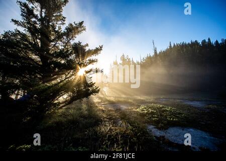 Sun light through the pine trees in the morning with blue sky Stock Photo