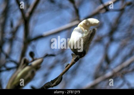 Beautiful white magnolia flowers (Magnolia stellata?) just coming into bloom in the early spring sunshine in Ottawa, Ontario, Canada. Stock Photo