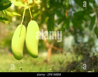 Two mangoes growing on a farm waiting to be harvested in Thailand. Stock Photo