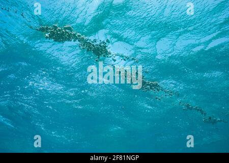 August 2006 brought two new things to the Tonga Islands in the South Pacific. One was a raft of lightweight, frothy volcanic rockÑpumiceÑfloating on t Stock Photo