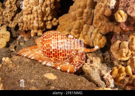 A partridge tun shell, Tonna perdix, moving about the reef at night.  Hawaii. Stock Photo