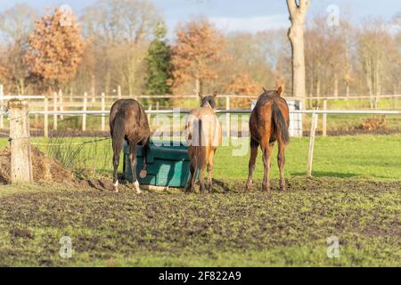 Three one-year-old horses in the pasture. A black, a yellow and a chestnut colored foal. They stand near a water bowl, trees and fence in the Stock Photo