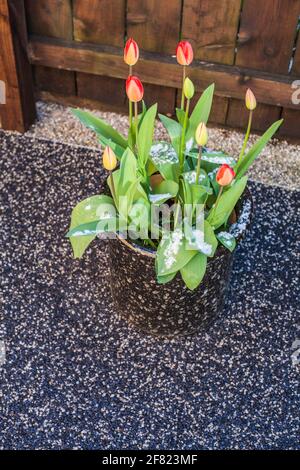 Stockton on Tees,UK. 11th April 2021. UK Weather. Snow flurries and sunshine affecting the north east of England today.Snow on tulips. David Dixon / Alamy Stock Photo