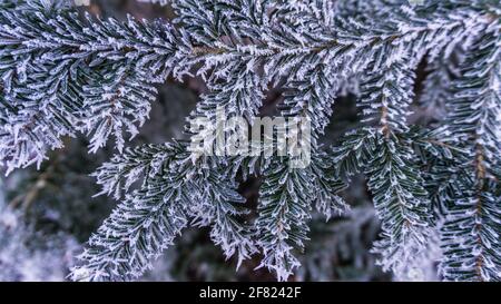 hoarfrost on twigs of a serbian spruce Stock Photo