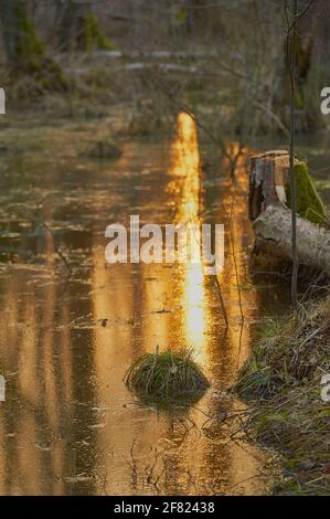 A puddle in the swamp in which the light of the setting sun is reflected Stock Photo