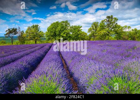 Stunning flowery field with purple lavender flowers. Purple lavender plantation on the glade. Summer flowery scenery in Transylvania, Romania, Europe Stock Photo