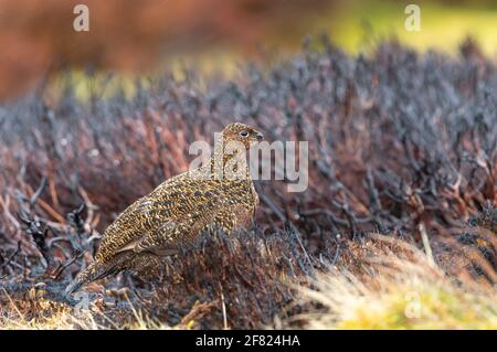 Red Grouse hen, Scientific name: Lagopus Lagopus, in early Springtime. Sat in natural grousemoor habitat and recently burnt heather.  Facing right Stock Photo