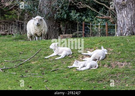 A ewe and three lambs in a grass field Stock Photo